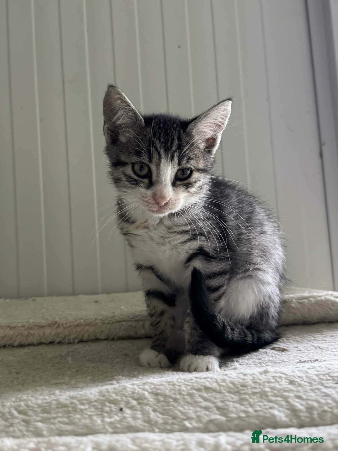 Mixed Breed cats for adoption: River - Norwich Norfolk  - Advert 5