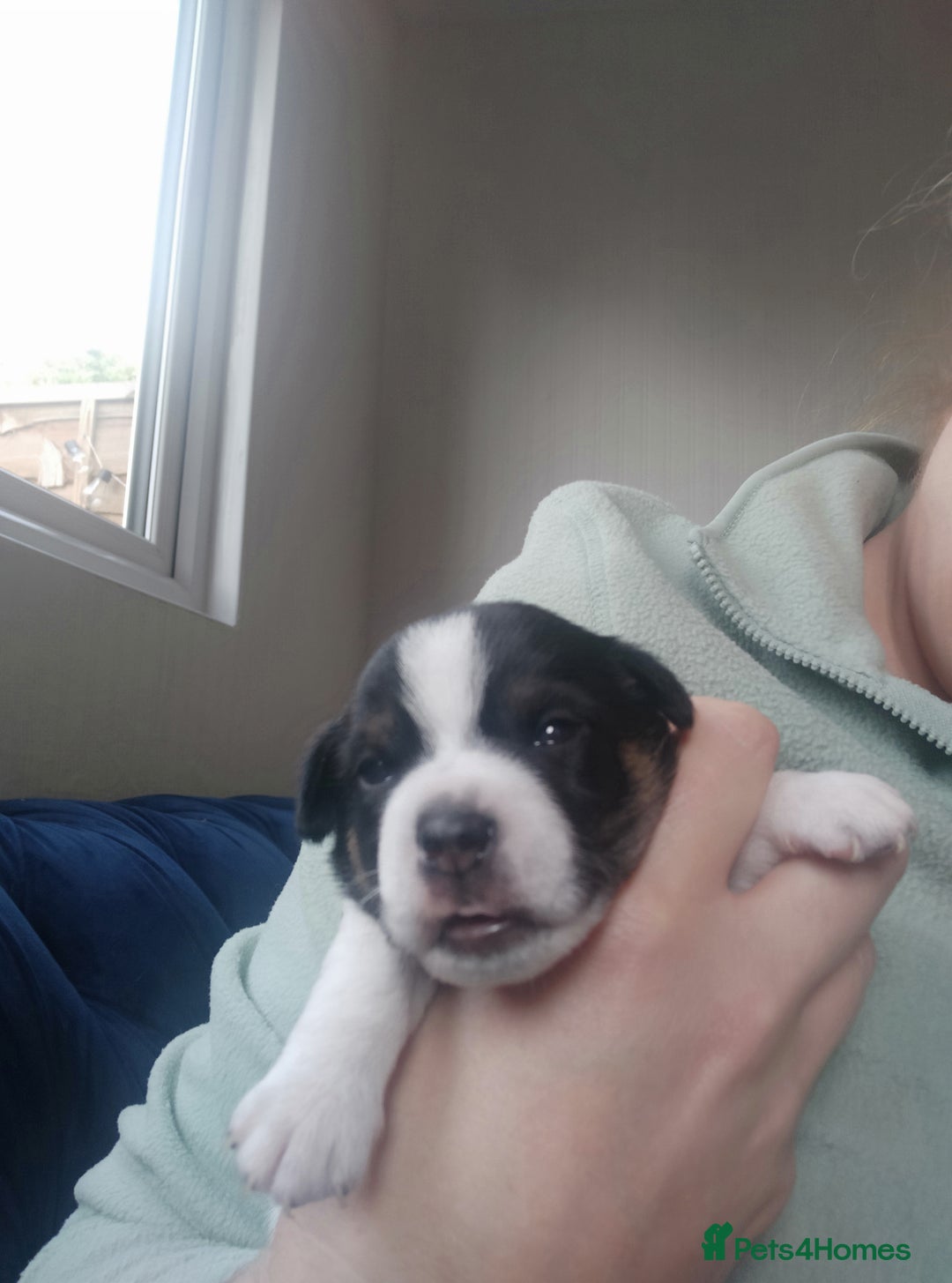 Jack Russell dogs for sale: Traditional jack Russell puppy - Image 4