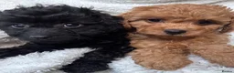 Cavapoo dogs for sale: ⭐️6 CAVAPOO’S Ready Now in CHESHIRE⭐️ - Advert 20