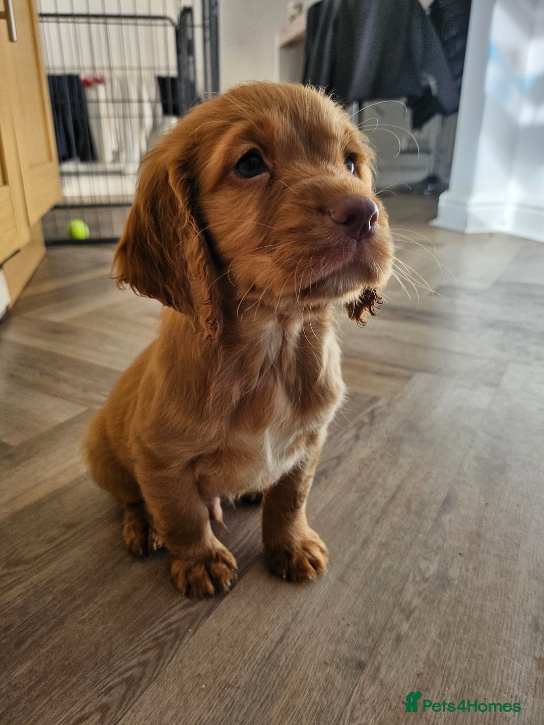 Cocker Spaniel dogs for sale: Health tested working cocker spaniels  - Image 20