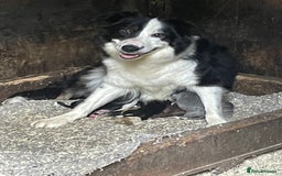 Border Collie dogs for sale: Beautiful sheepdog pups - Image 4