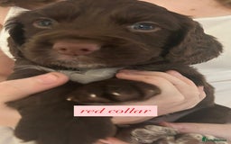 Sprocker dogs for sale: Sprocker puppies. Ready to leave 10th October.  - Image 11