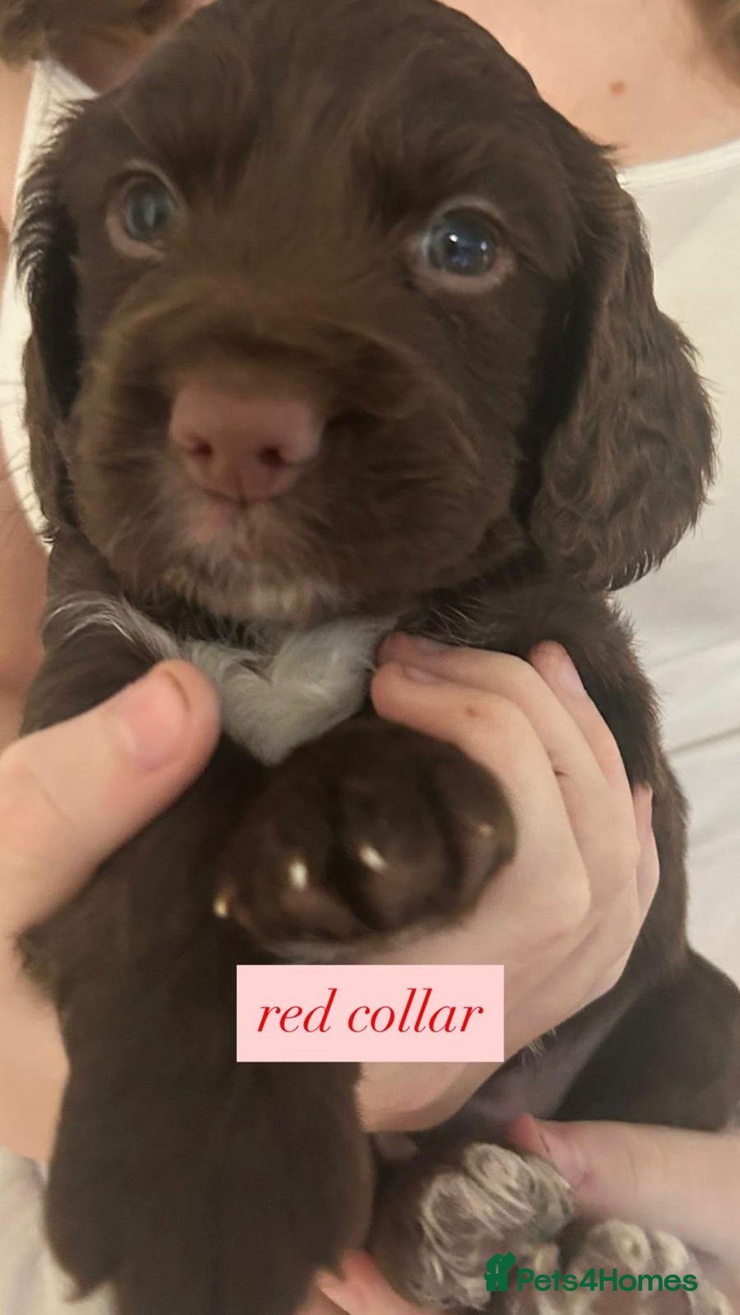 Sprocker dogs for sale: Sprocker puppies. Ready to leave 10th October.  - Image 11