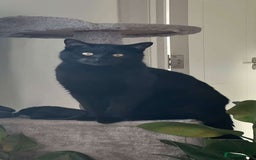 British Longhair cats for sale: Beautiful home black cat - Image 1
