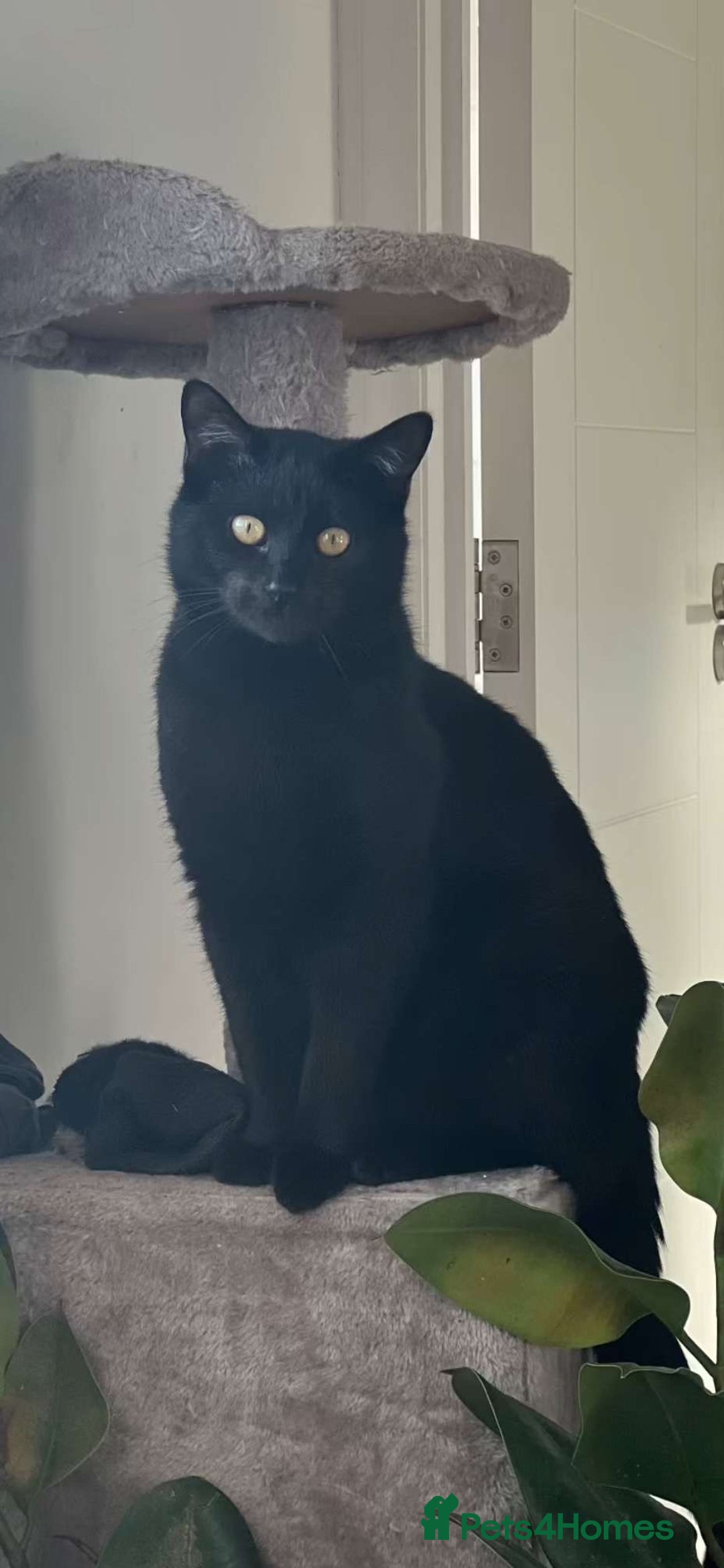 British Longhair cats for sale: Beautiful home black cat - Image 1