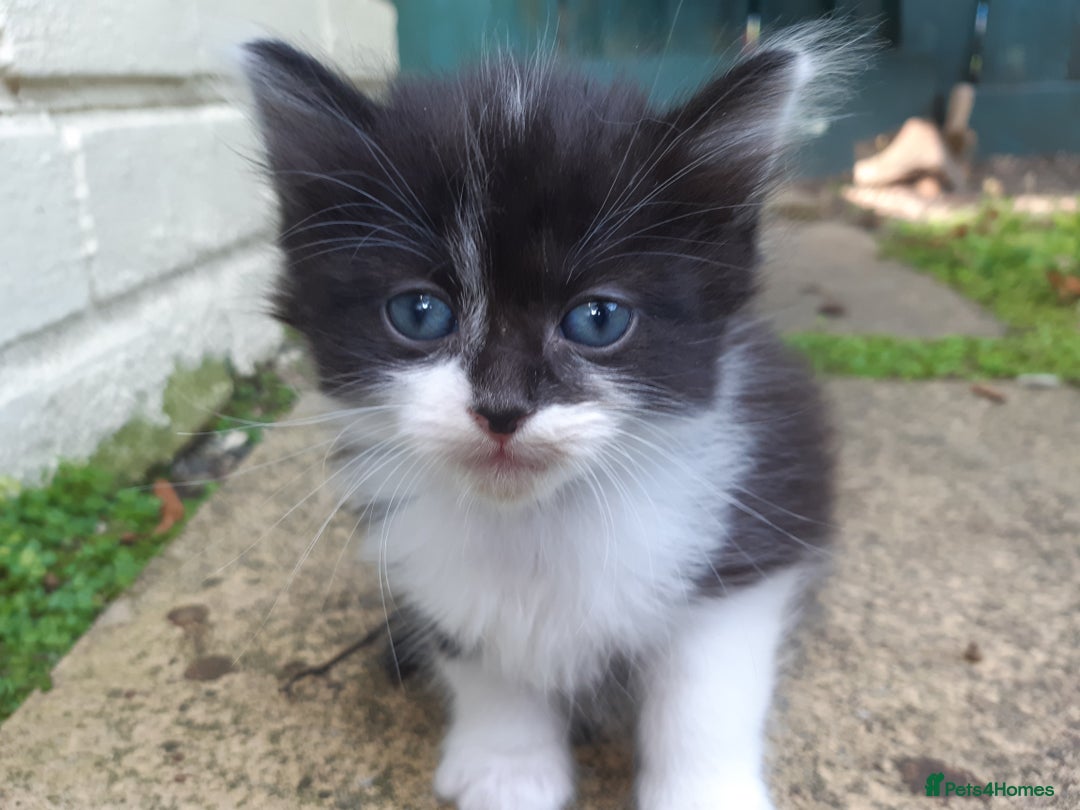 Mixed Breed cats for sale: 6 Kittens Available to take home today 😸  - Image 16