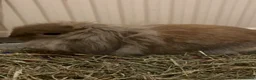 Lionhead rabbits for sale: lottie the lionhead - Advert 1