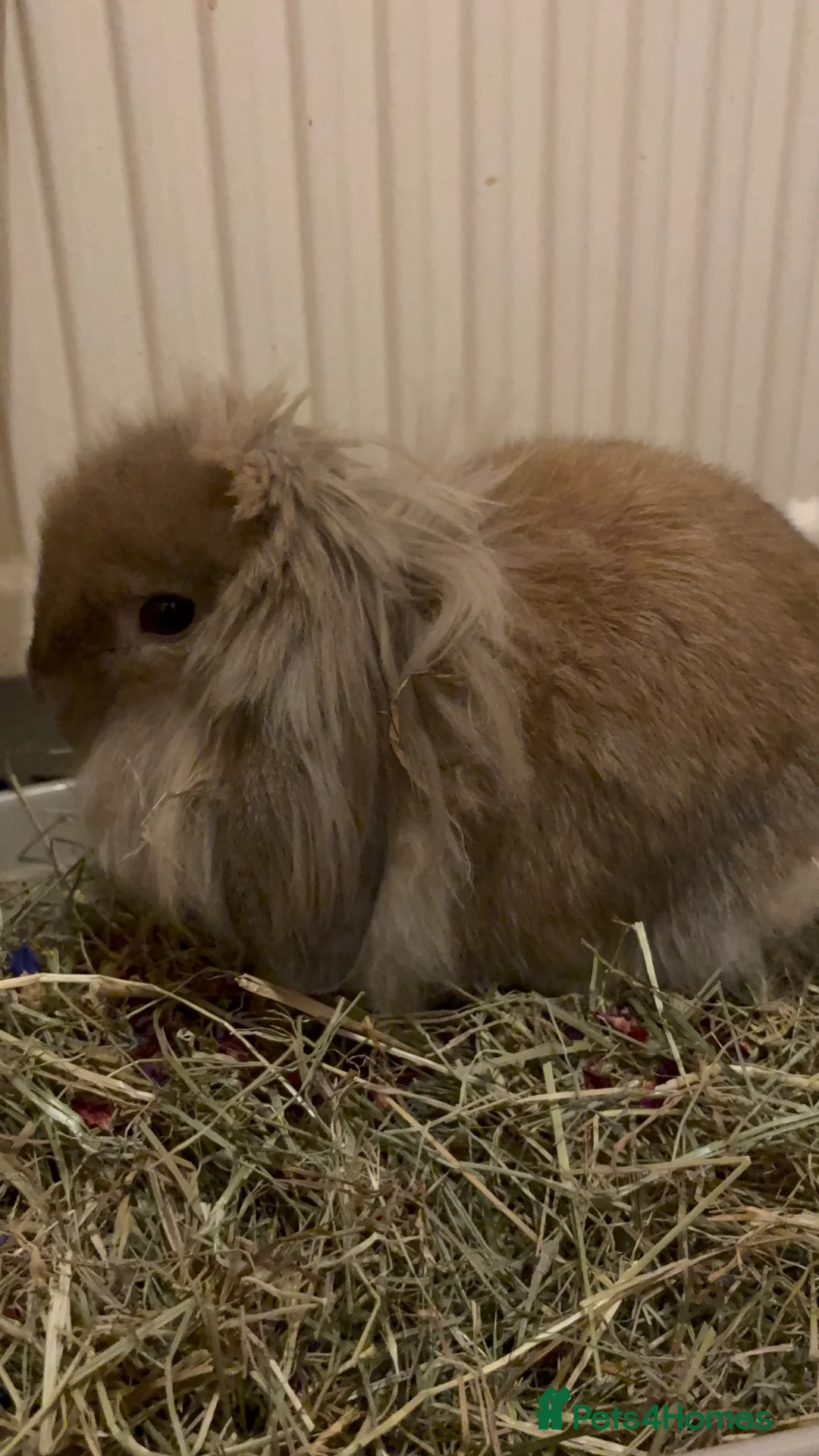 Lionhead rabbits for sale: lottie the lionhead - Advert 1