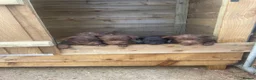 Patterdale Terrier dogs for sale: Patterdale terrier pups in Gravesend - Advert 6
