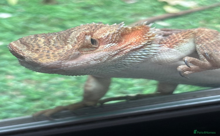 Bearded Dragon reptiles - Advert 12