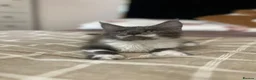 Maine Coon cats for sale: Stunning Maine Coon Litter Of Kittens  - Advert 7