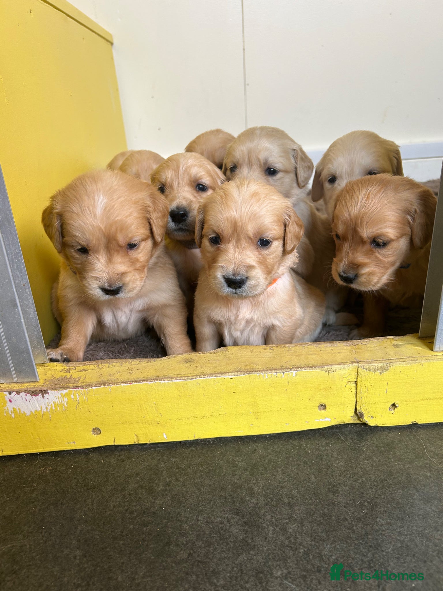 Golden Retriever dogs Gorgeous golden retrievers for sale. - Advert 1