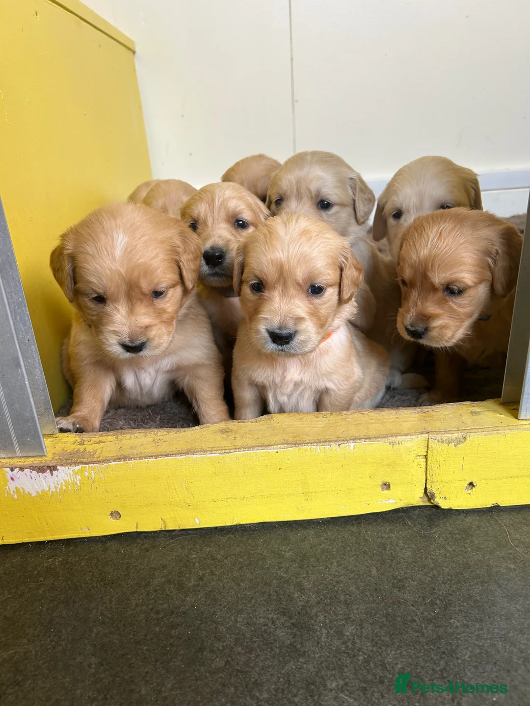 Golden Retriever dogs for sale: Gorgeous golden retrievers for sale. - Advert 1