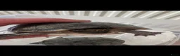 Turtle reptiles for sale: 2common musk turtles  in Halifax - Advert 3