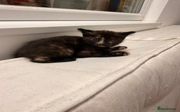 Mixed Breed cats for sale: Two female kittens for sale - Image 17