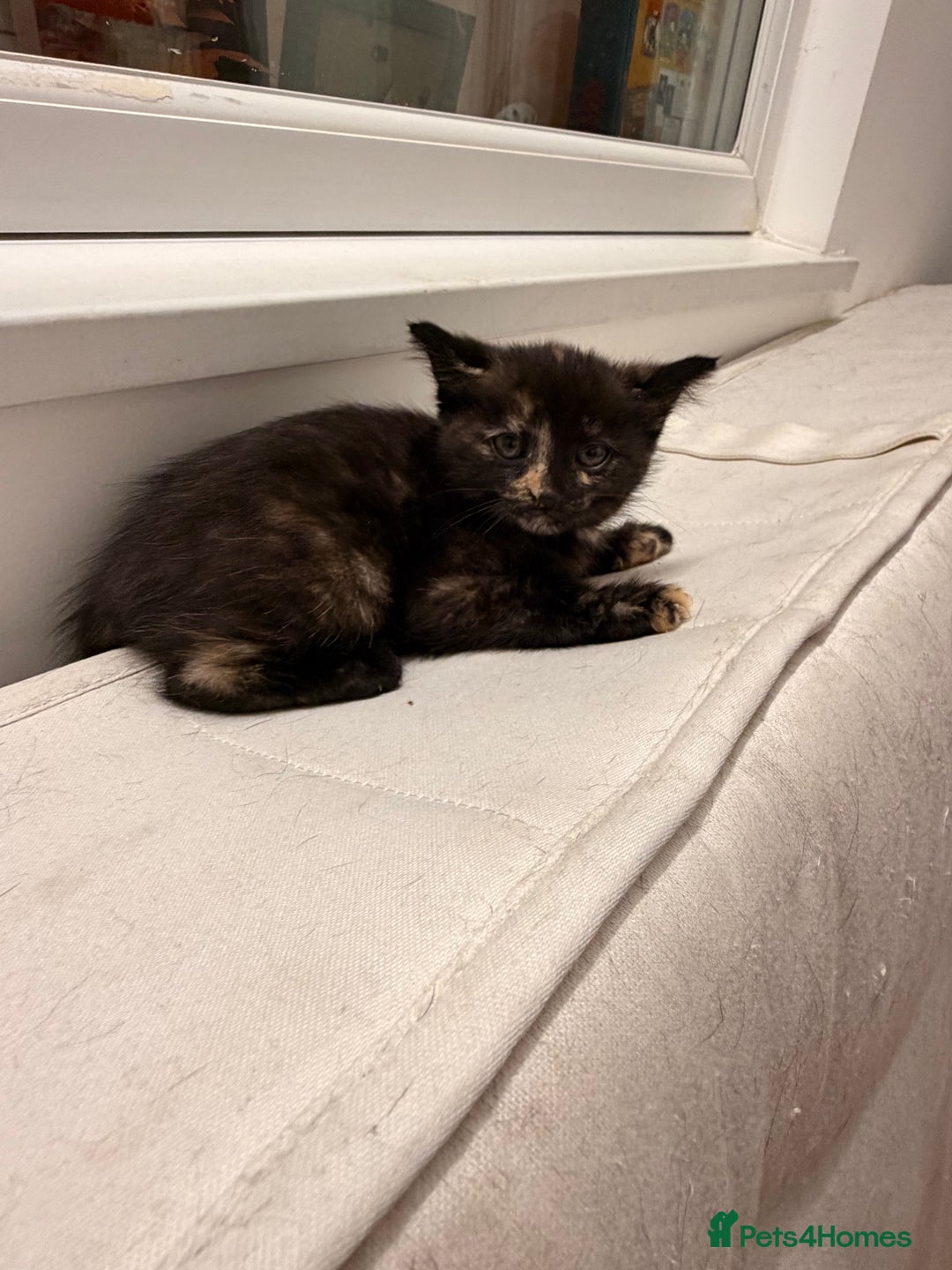 Mixed Breed cats for sale: Two female kittens for sale - Image 17