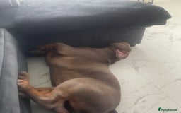 Olde English Bulldogge dogs for sale: Older tyme bulldog for sale - Image 2