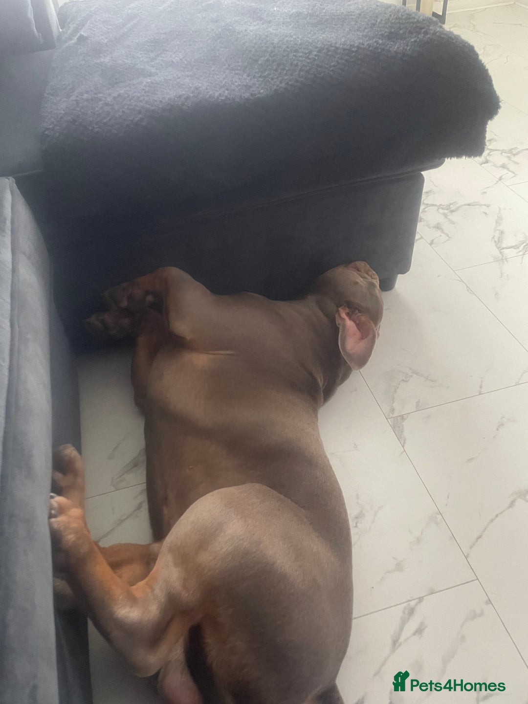 Olde English Bulldogge dogs for sale: Older tyme bulldog for sale - Image 2