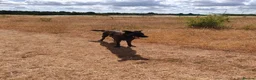 Mixed Breed dogs for sale: Red fox Labrador x Akita X GSD  in Cirencester - Advert 11