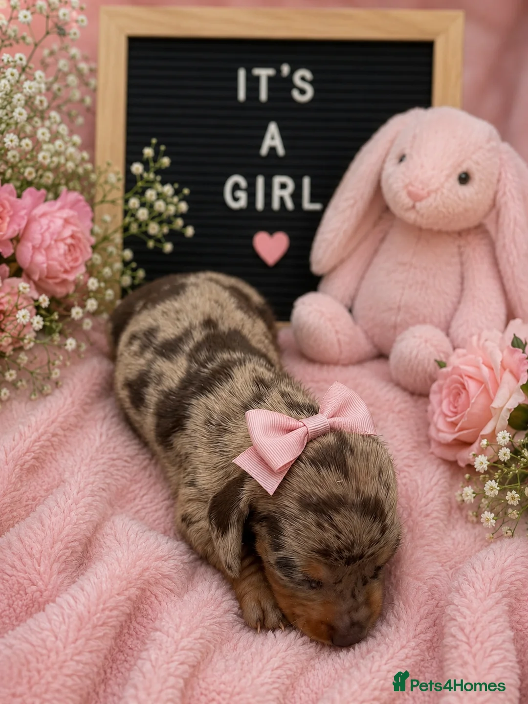 Miniature Dachshund dogs for sale: 6 absolutely stunning Dachshund puppies  - Advert 2