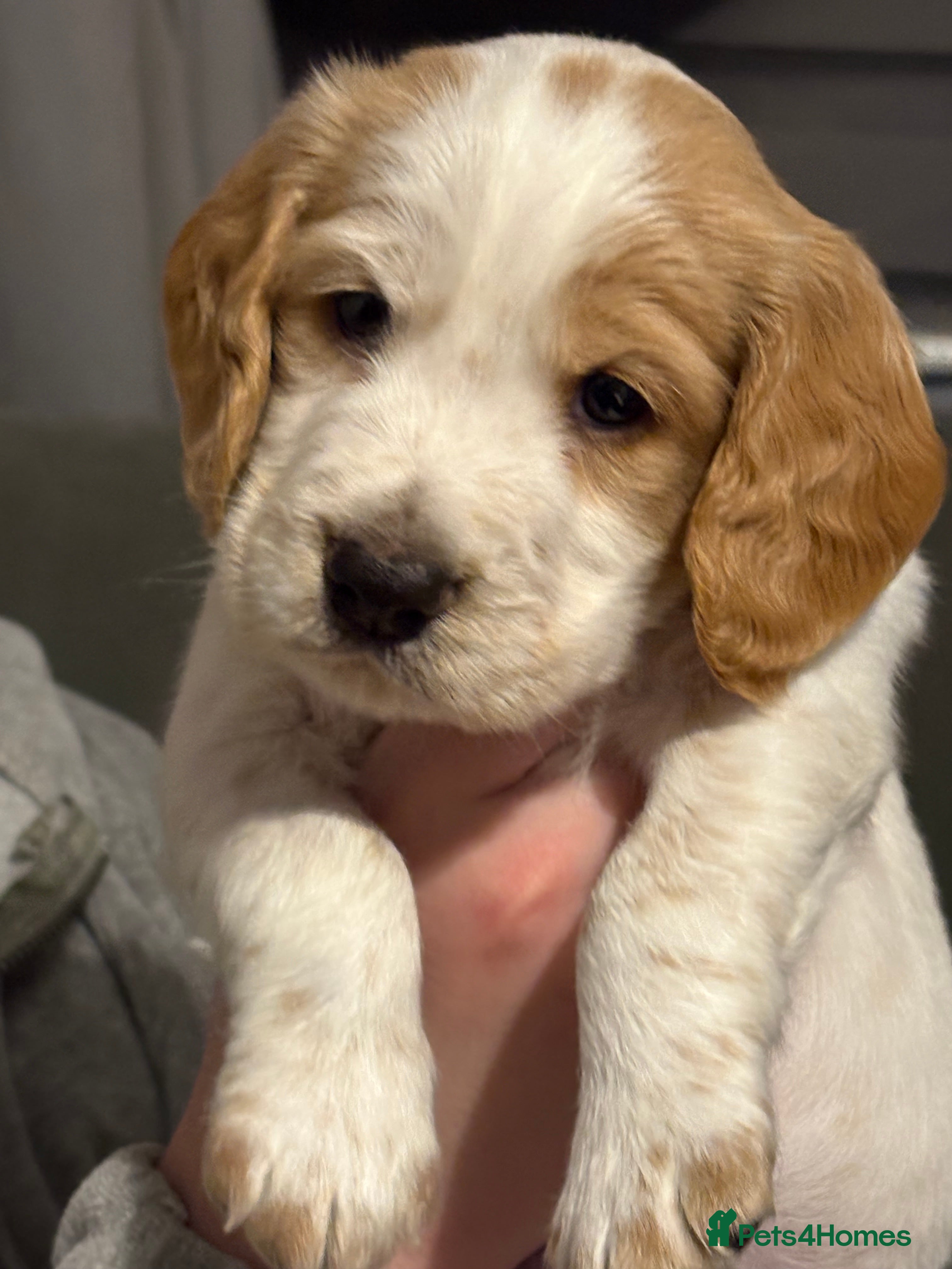 Cocker Spaniel dogs Pedigree club registered Cocker spaniel puppies  - Advert 11