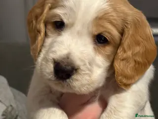 Cocker Spaniel dogs Pedigree club registered Cocker spaniel puppies - Advert 11