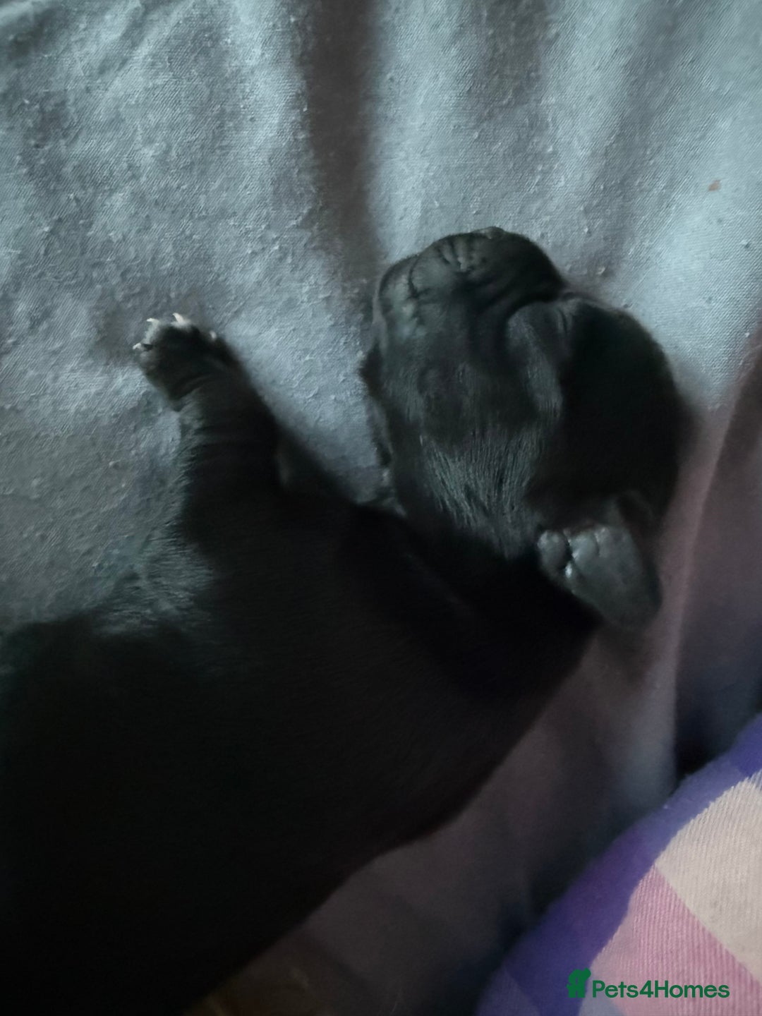 Mixed Breed dogs for sale: Bichon-A-Ranian And French bulldog mix - Image 3