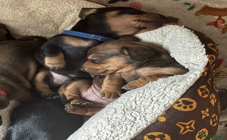 Miniature Dachshund dogs - Advert 2