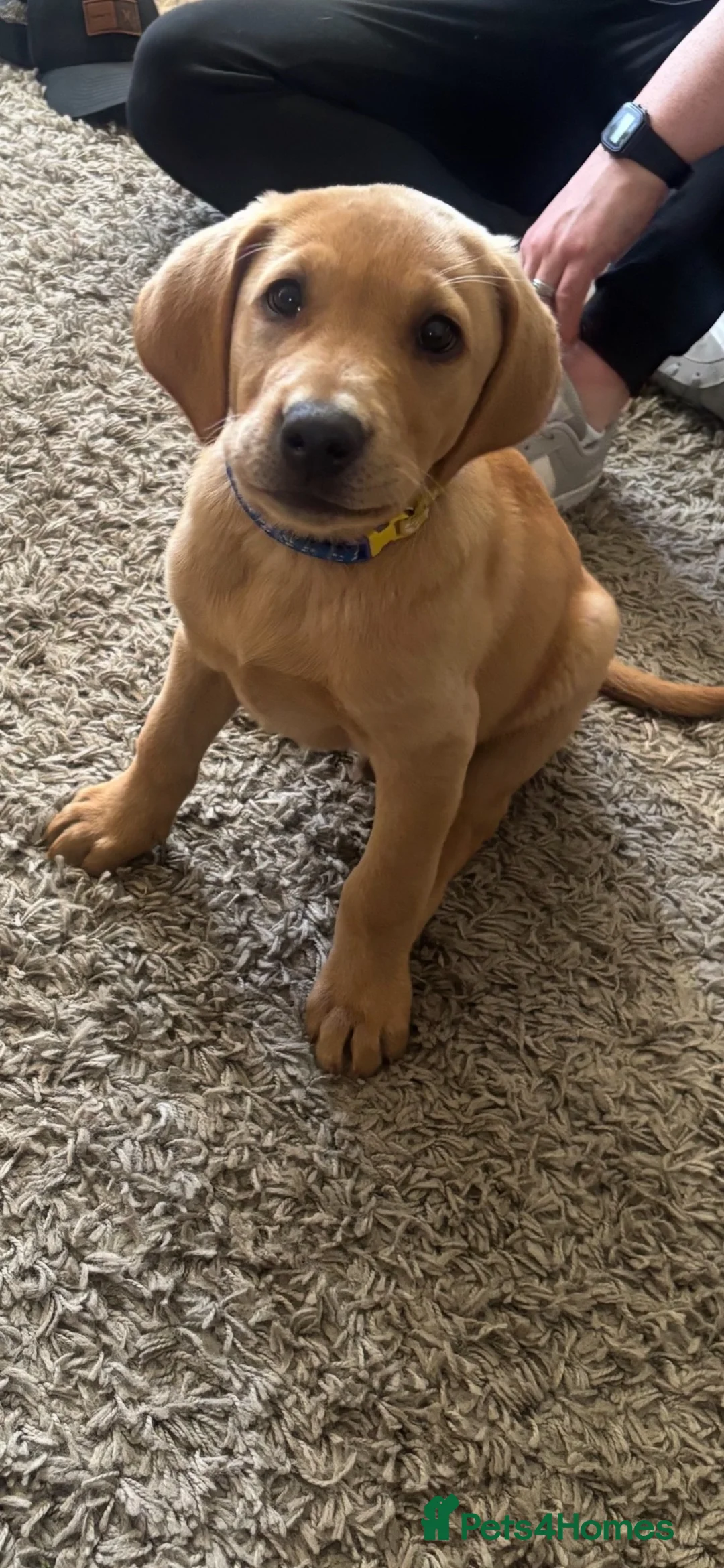 Labrador Retriever dogs for stud: Labrador for stud in Ferryhill - Advert 5