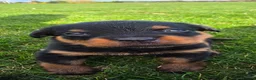 Rottweiler dogs for sale: Stunning Rottweilers - Advert 22