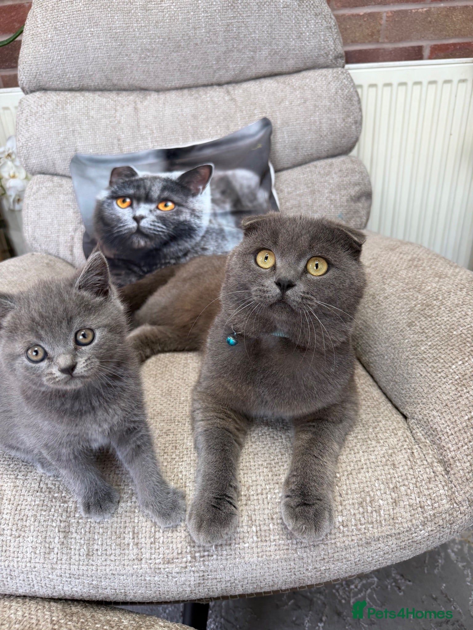 Scottish Fold cats Discount available ❤️Lovely scotish kittens💕💕💕 - Advert 2