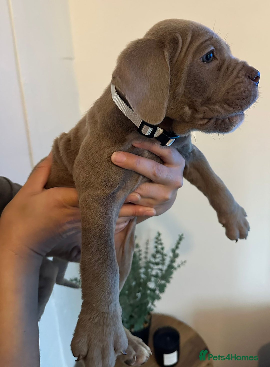 Cane Corso dogs for sale: 5 Towns Cane Corso pups,   - Image 15