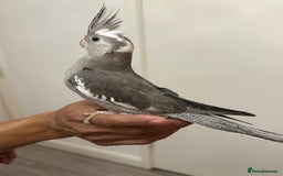 Cockatiels birds for sale: 2 baby super tame  hand reared Cockateils  - Image 5
