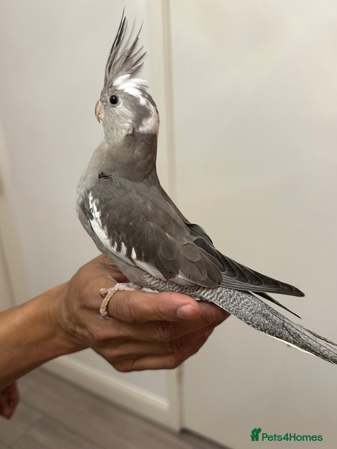 Cockatiels birds for sale: 2 baby super tame  hand reared Cockateils  - Image 5