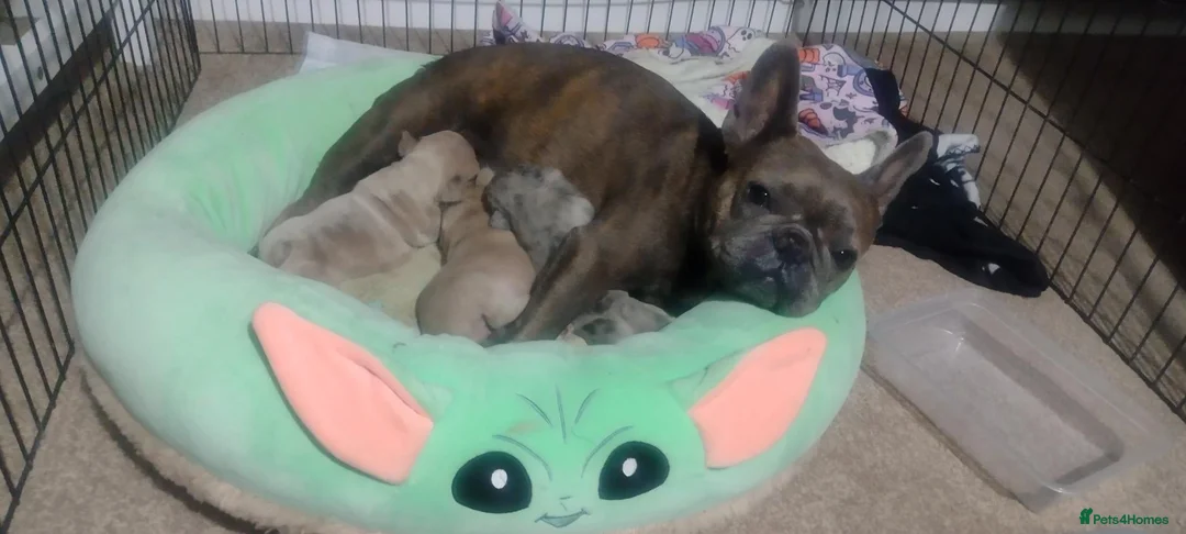 French Bulldog dogs for sale: 4 French Bulldogs for sale in Crawley - Advert 1