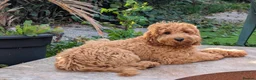Cockapoo dogs for sale: Aston 6 month old cockapoo  in Torquay - Advert 3