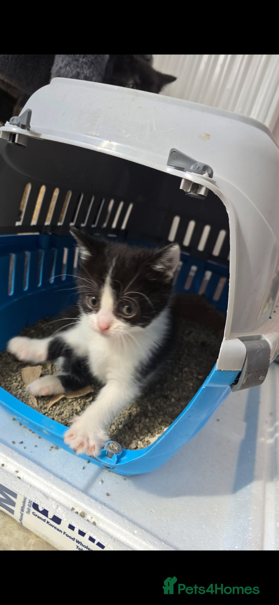 Mixed Breed cats for sale: Lovely 2 girl kittens 😸 😍  - Advert 6