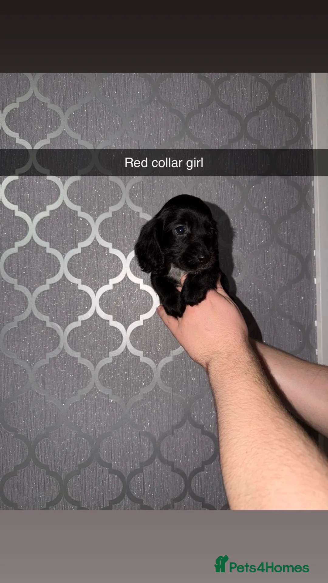 Cocker Spaniel dogs for sale: Beautiful cocker spaniel puppy’s for sale  - Advert 10