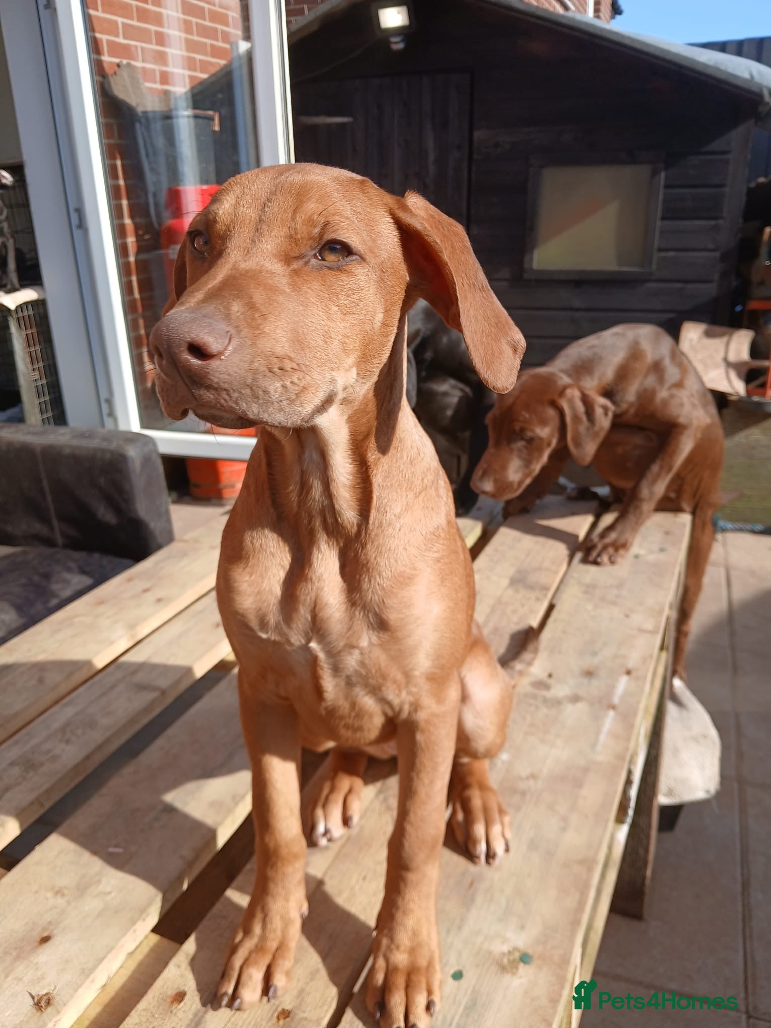 Mixed Breed dogs Doberman pups  - Advert 6