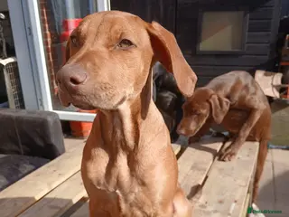 Mixed Breed dogs Doberman pups - Advert 6