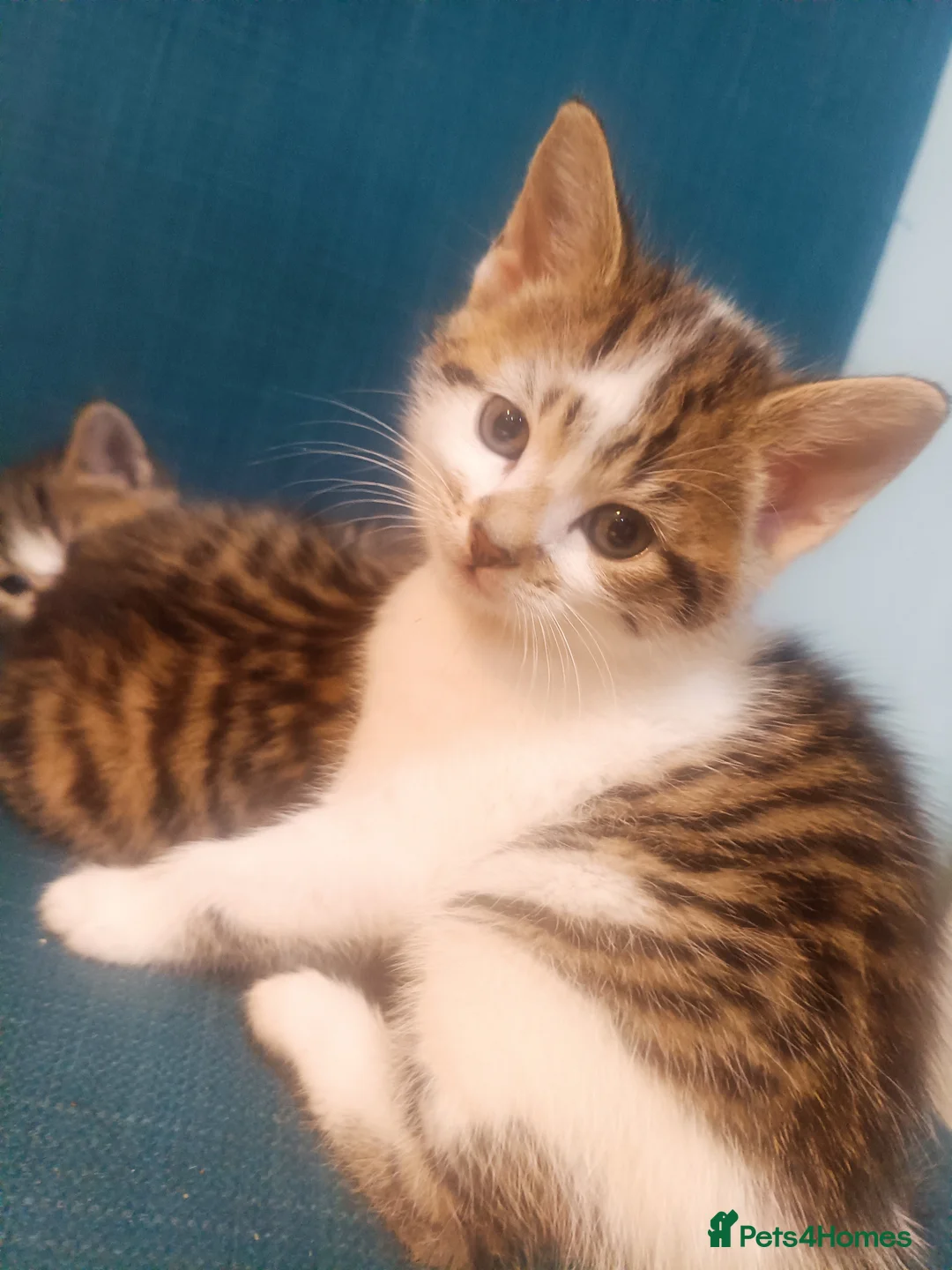 Toybob cats for sale: cat kittin  - Advert 12