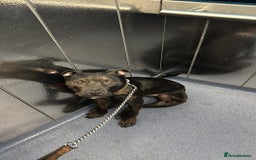 Mixed Breed dogs for sale: Beautiful Boy called Nero - Image 4
