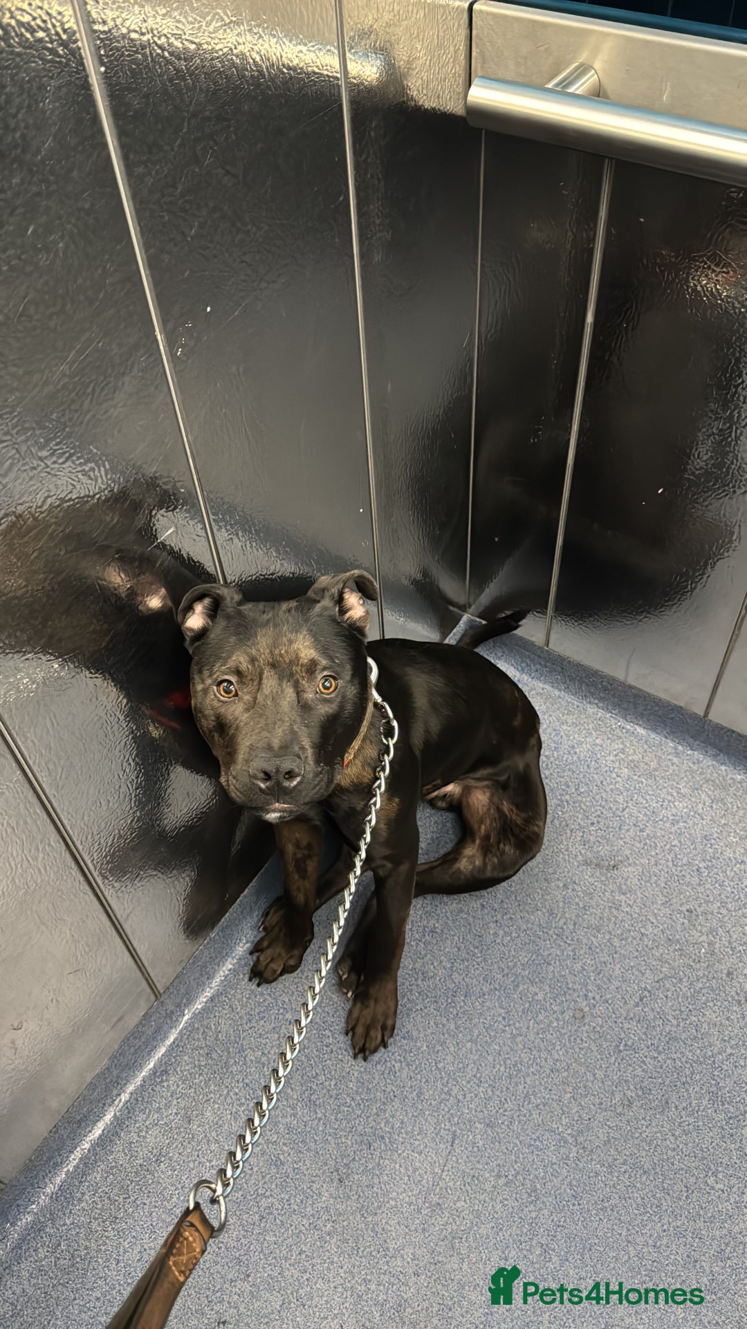 Mixed Breed dogs for sale: Beautiful Boy called Nero - Image 4