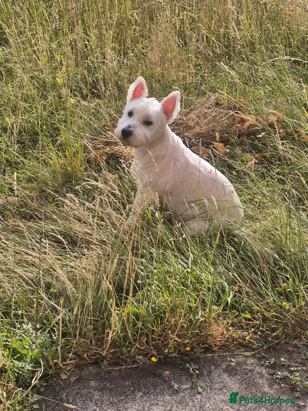 West Highland Terrier dogs for sale: Male westy  in Chesterfield - Advert 2