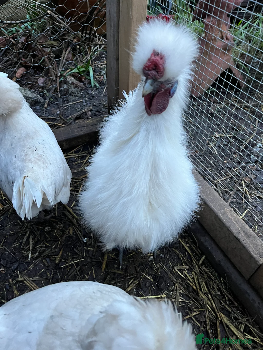 Chickens poultry for sale: Silkie cockerel - Advert 4