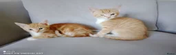Bengal cats for sale: Bengal Tiger x British short haired  - Advert 10
