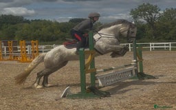 Connemara horses for sale: Hallie the Connie cross  - Image 7