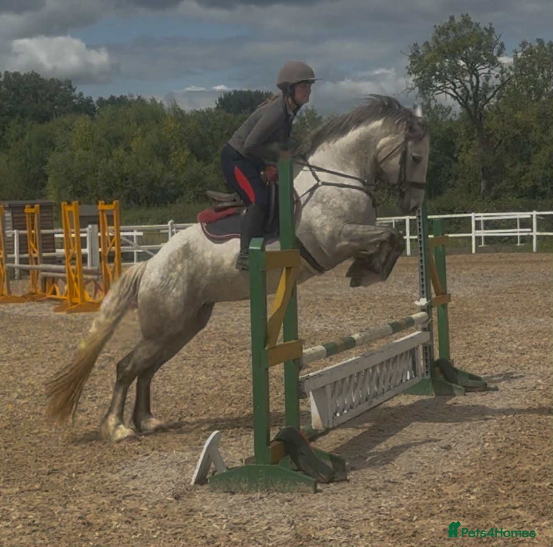 Connemara horses for sale: Hallie the Connie cross  - Image 7