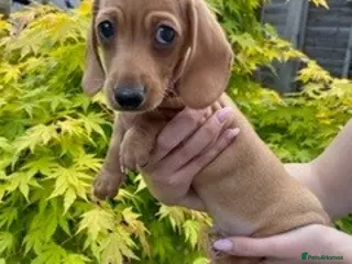 Miniature Dachshund dogs Last Boy! Miniature Smooth Cream Dachshunds - Advert 17