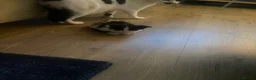 Mixed Breed cats for sale: 3 kittens for sale - Advert 12